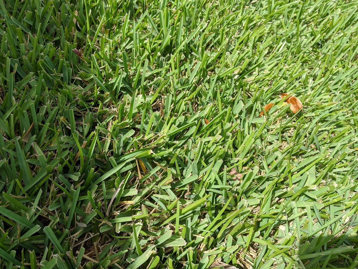Best Grass For Your Full Sun Yard in Florida and How to Care For It